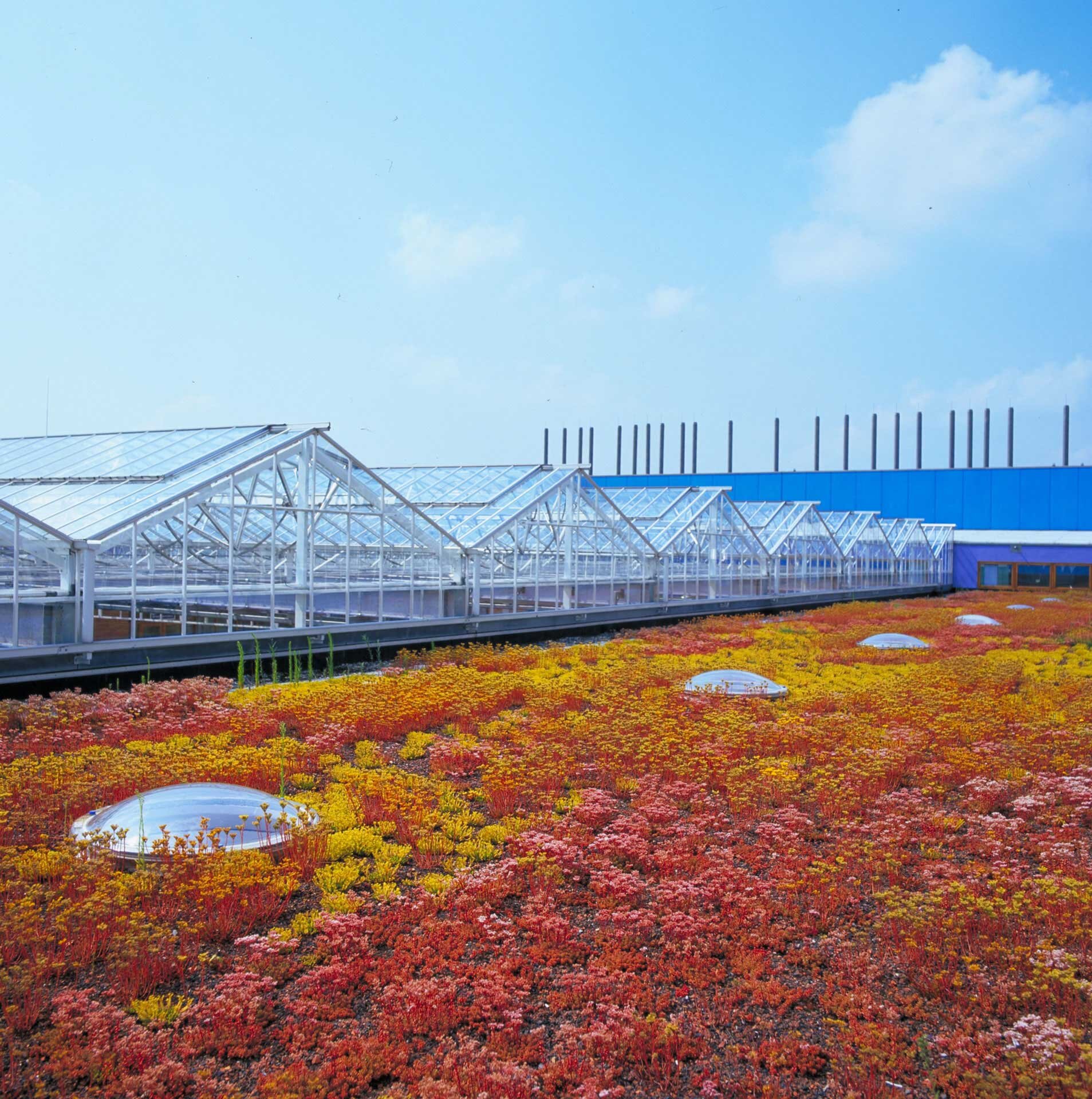 Project by Behnisch Architekturbuero, IBN-Institute for Forestry and Nature Research. Green roof covered with red and yellow plants, with skylights and a row of glass greenhouse structures under a blue sky.